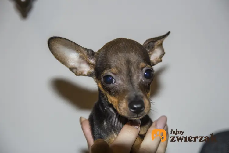 Pies rasy pinczer miniaturowy na szarym tle, a także cena pinczera miniaturowego z rodowodem