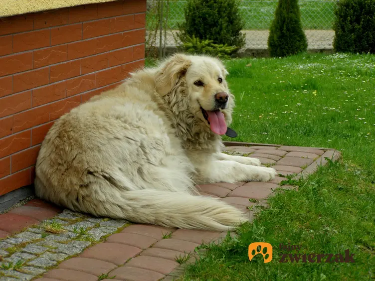 Pies rasy owczarek podhalański leżący pod ścianą domu, a także charakter owczarka podhalańskiego