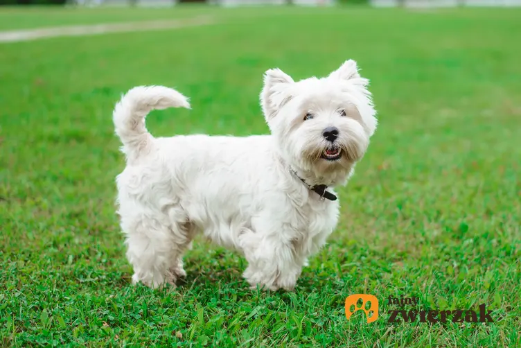 Pies rasy west highland white terrier na trawniku, a także cena west highland white terriera