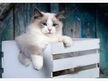 Ilustracja artykułu jak wygląda kot szmaciana lalka? poznaj kota innego niż wszystkie