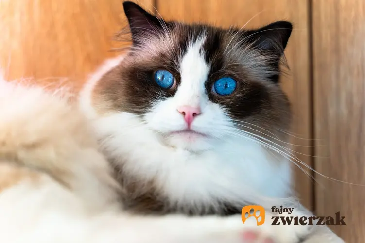 Kot rasy ragdoll z niebieskimi oczami, a także charakter ragdoll, jego hodowla i cena