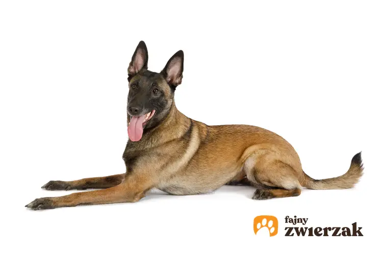 Pies rasy owczarek belgijski na białym tle, a także cena owczarka belgijskiego