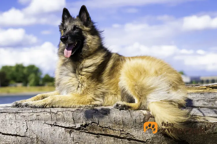 Pies rasy owczarek belgijski na tle nieba, a także cena owczarka belgijskiego