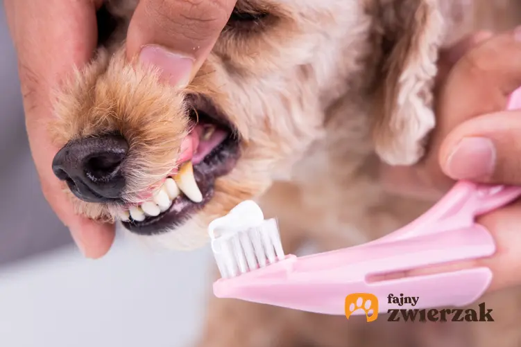 Pies, którego właściciela zamierza mu umyć zęby, a także pasta do zębów dla psa
