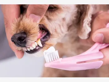 Ilustracja artykułu pasta do zębów dla psa - rodzaje, ceny, opinie, porady
