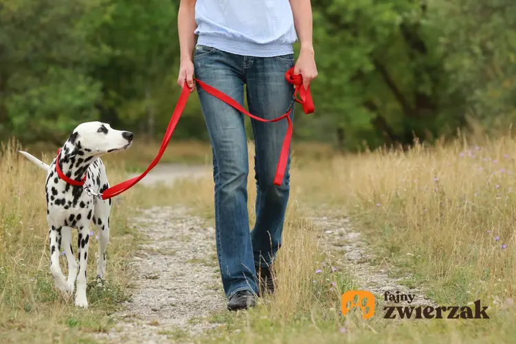Pies dalmatyńczyk na czerownej smyczy w czasie spaceru oraz jak nauczyć psa chodzić na smyczy