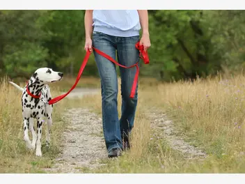 Ilustracja artykułu jak nauczyć psa chodzenia na smyczy? wyjaśniamy krok po kroku
