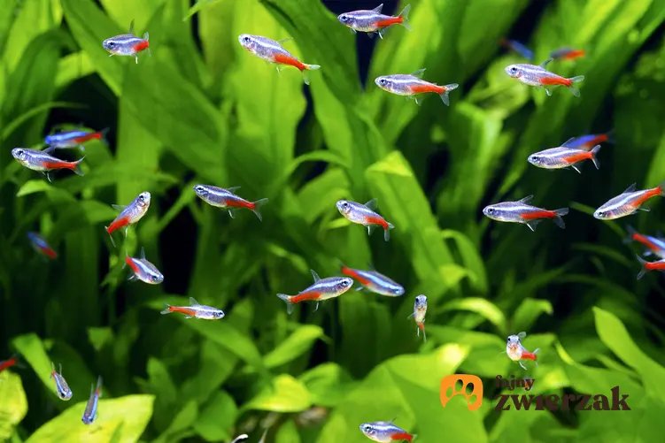 Rybki neon innesa w akwarium wśród roślinek, a także ich rozmnażanie i hodowla