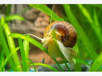 Ilustracja artykułu ślimaki w akwarium – różnice między ślimakami inwazyjnymi a ozdobnymi