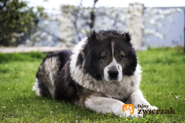 Pies rasy owczarek kaukaski leżący na trawniku, a także cena owczarka kaukaskiego