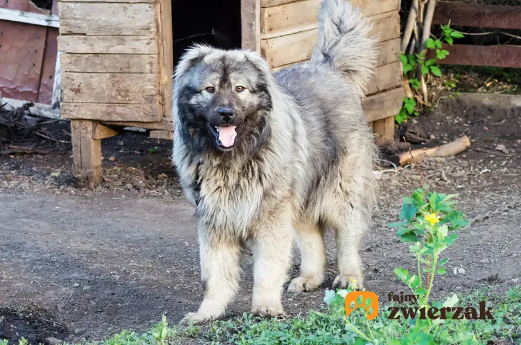 Pies rasy owczarek kaukaski stojący przed budą, a także cena owczarka kaukaskiego