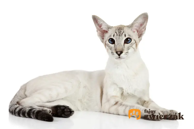 Kot orientalny krótkowłosy na białym tle, a także jego charakter i wychowanie