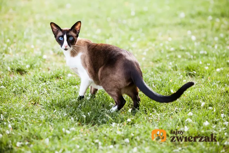 Kot orientalny krótkowłosy na tle trawnika, a także jego hodowla i cena