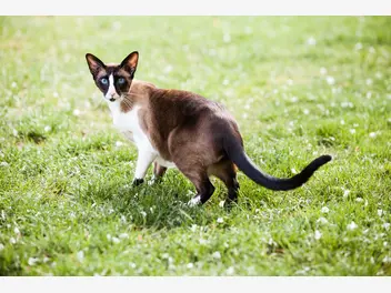 Ilustracja artykułu kot orientalny krótkowłosy – charakterystyka, pielęgnacja, porady