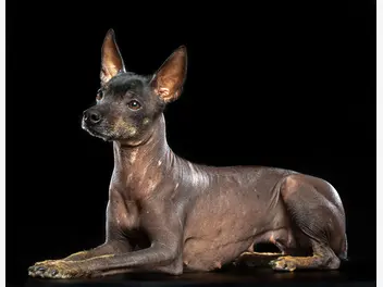 Ilustracja artykułu nagi pies meksykański – charakterystyka, zdjęcia, porady
