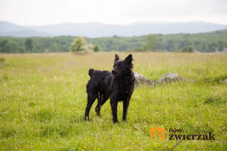 Pies rasy owczarek chorwacki czarny na tle zieleni oraz jego hodowla i cena
