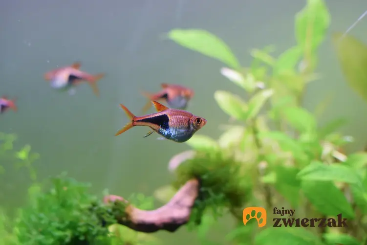 Ryby razbora klinowa w akwarium wśród roślinek, a także ich rozmnażanie i cechy