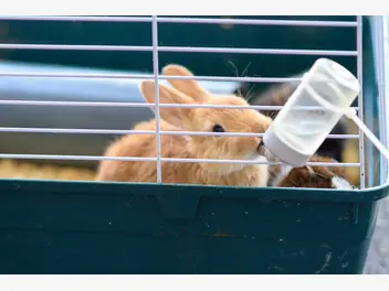 Ilustracja artykułu 3 najlepsze poidła dla królików – który pojnik warto kupić?