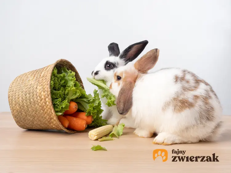 Królik wyjadający warzywa z koszyka, a także jedzenie i karma dla królika