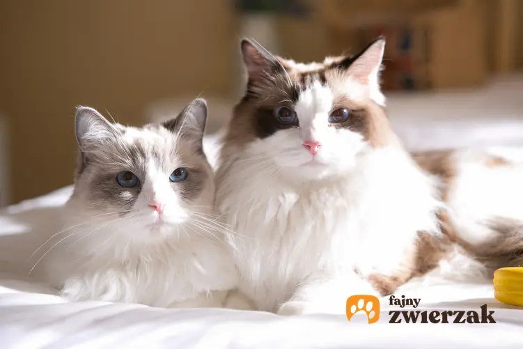 Dwa koty rasy ragdoll siedzące na łóżku, a także opinie o ragdoll