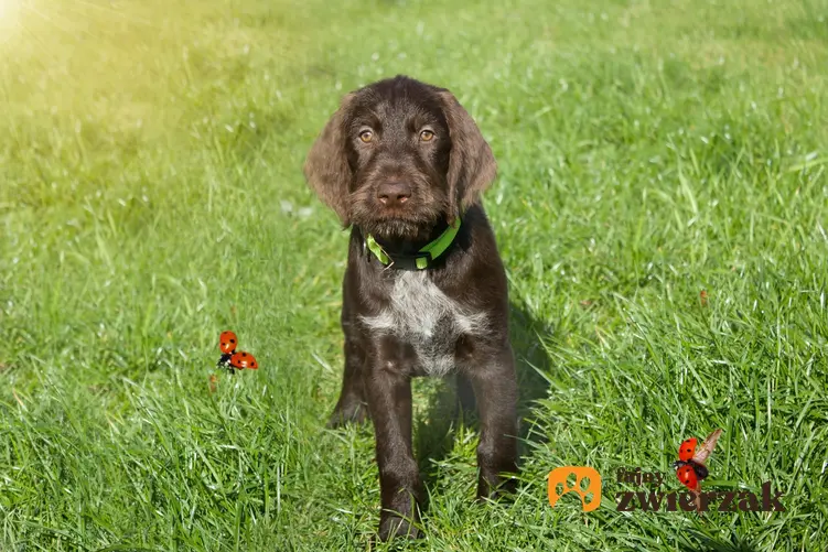 Pies myśliwski rasy czeski fousek siedzący w trawie, a także jego opis i hodowla