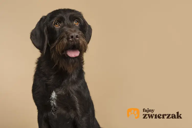 Pies rasy czeski fousek na beżowym tle, a także jego charakter i cena