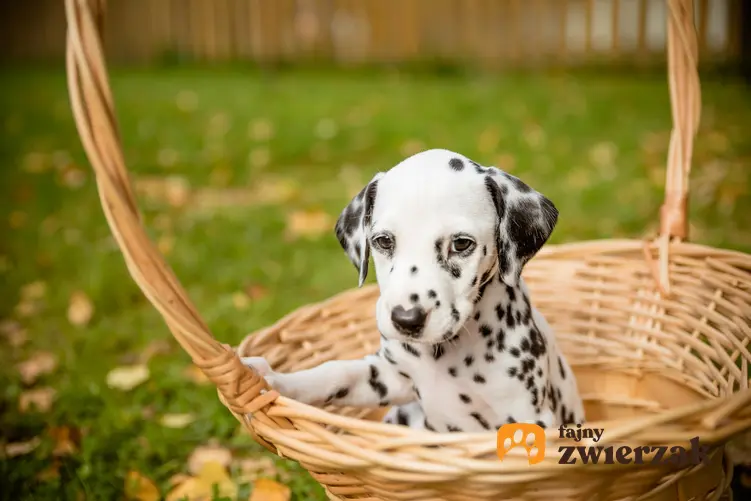 Pies rasy dalmatyńczyk siedzący w koszyku, a także cena dalmatyńczyka