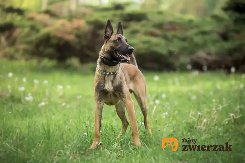 Owczarek belgijski malinois szczeniak