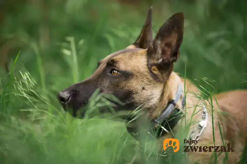 Owczarek belgijski malinois hodowla