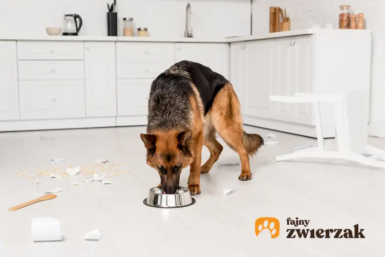 Pies rasy owczarek niemiecki jedzący z miski, a także karma dla owczarka niemieckiego