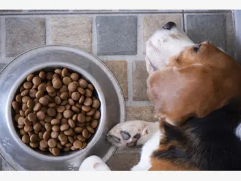 Ilustracja artykułu 8 powodów, dlaczego pies nie chce jeść - częste przyczyny braku apetytu