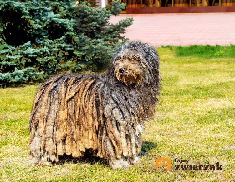 Pies rasy owczarek bergamasco na tle trawy, a także jego charakter i usposobienie