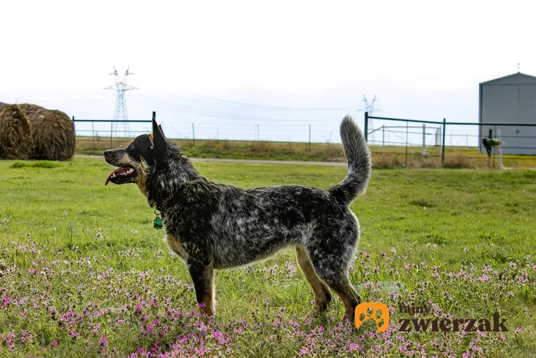 Pies rasy Australian Cattle Dog na tle trawnika, a także jego hodowla i cena