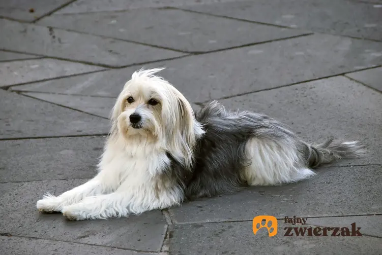 Pies rasy owczarek kataloński podczas spaceru, a także jego charakter