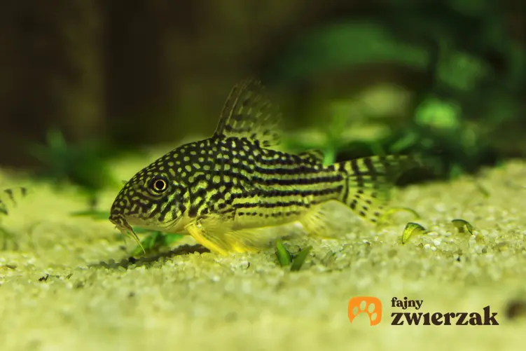 Ryba kirysek na dnie akwarium, a także jej rodzaje i gatunki w hodowli