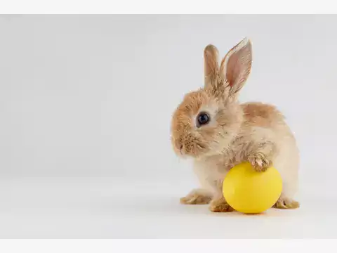 Najlepsze zabawki dla królika