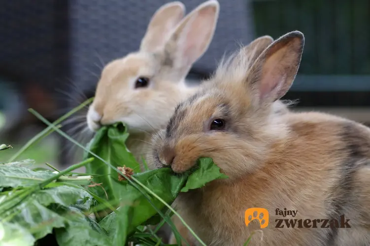 Króliki podczas jedzenia zieleniny, a także porady, co jedzą króliki