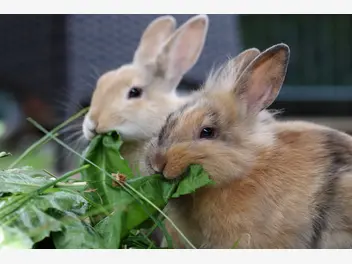 Ilustracja artykułu co jedzą króliki? przedstawiamy zasady prawidłowego żywienia
