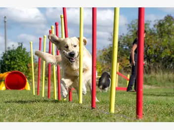 Ilustracja artykułu agility dla psa krok po kroku - porady, akcesoria treningowe