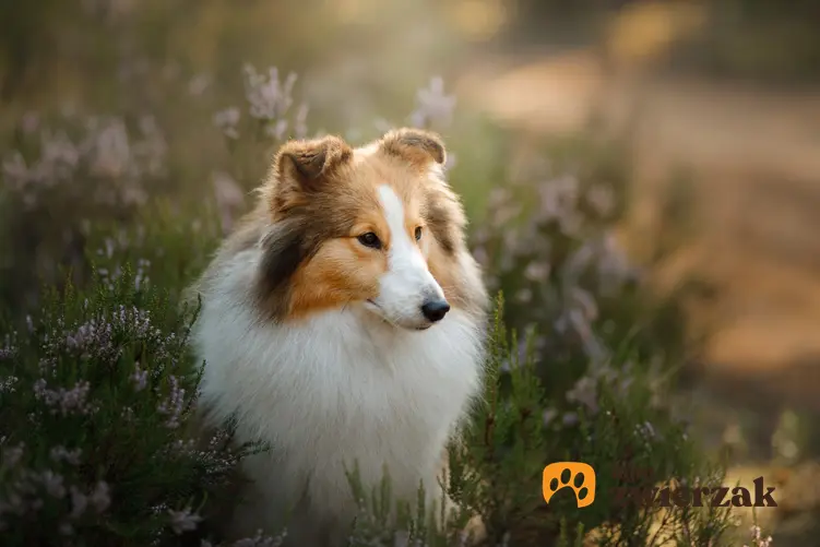 Pies rasy owczarek szetlandzki na tle zieleni, a także cena owczarka szetlandzkiego