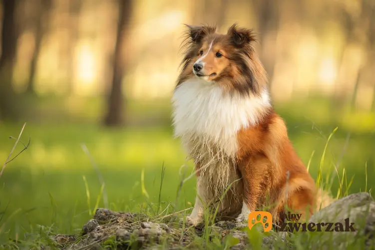 Pies rasy owczarek szetlandzki w czasie spaceru w lesie, a także cena owczarka szetlandzkiego