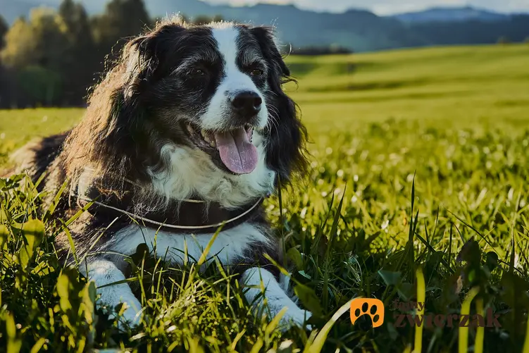 Pies rasy miniaturowy owczarek australijski leżący na trawie, a także jego hodowla