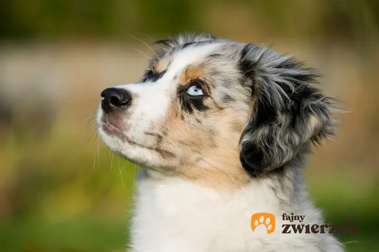 Pies rasy miniaturowy owczarek australijski na tle zieleni oraz jego cechy charakteru