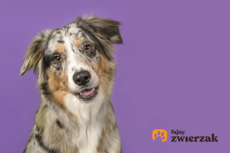 Pies rasy owczarek australijski typ amerykański na fioletowym tle i jego opis