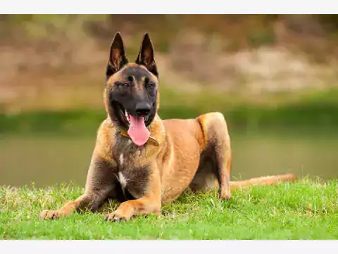 Owczarek belgijski malinois - charakter i tresura