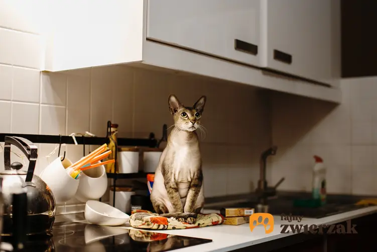 Kot orientalny siedzący na blacie w kuchni, a także koty orientalne i ich opis
