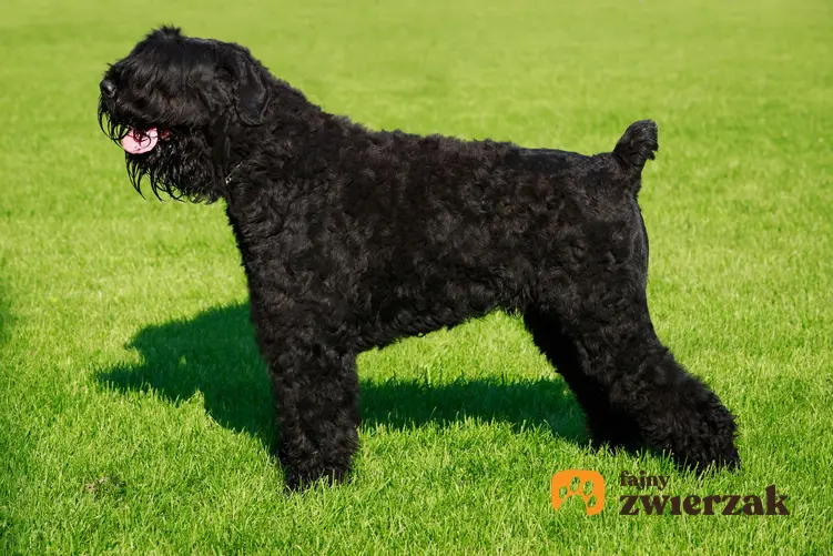 Pies rasy owczarek rosyjski stojący na trawie, a także jego usposobienie i hodowla