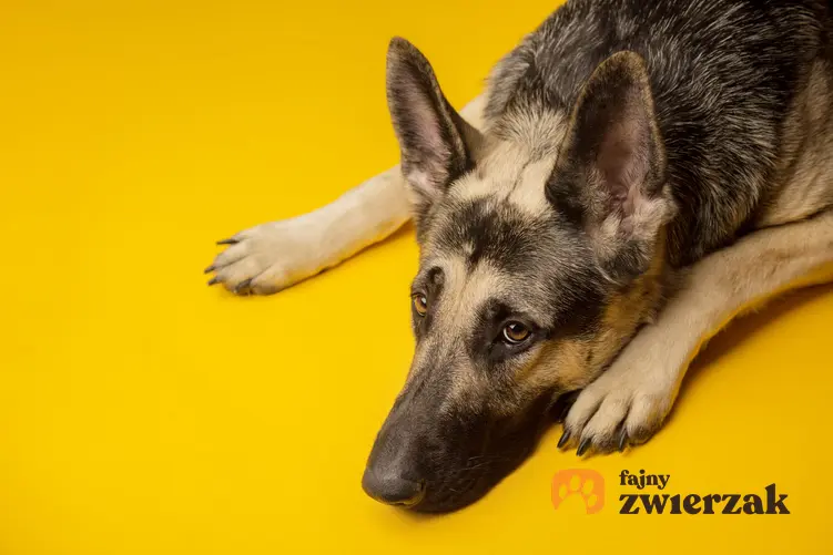 Pies rasy owczarek wschodnioeuropejski leżący na żółtym tle oraz opis rasy i cena