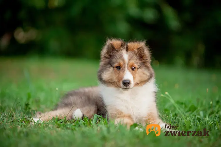 Pies rasy owczarek szkocki na tle zieleni oraz usposobienie owczarka szetlandzkiego