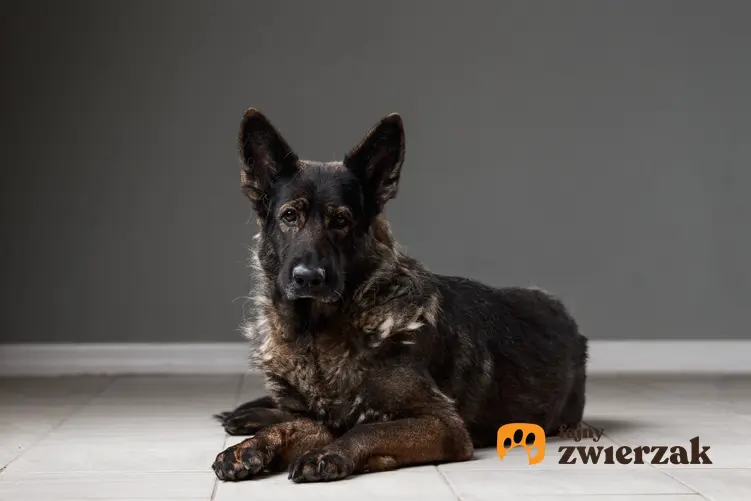 Pies rasy czarny owczarek staroniemiecki leżący na podłodze oraz cena i hodowle